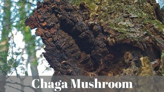 chaga mushroom tea