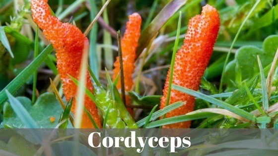 cordyceps mushroom tea