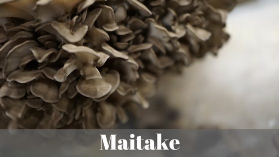 maitake mushroom tea