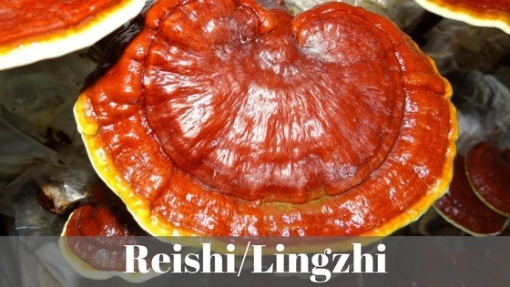 reishi mushroom tea