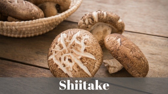shiitake mushroom