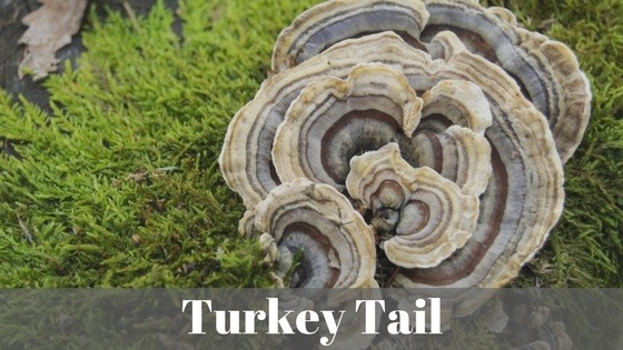 turkey tail mushroom