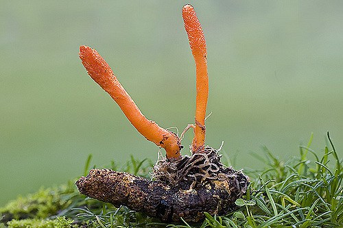 cordyceps militaris
