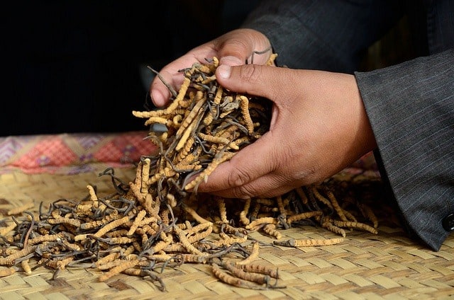 cordyceps