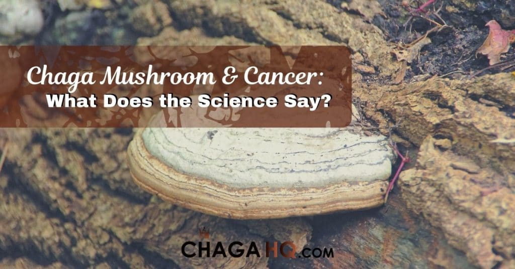 chaga mushroom cancer