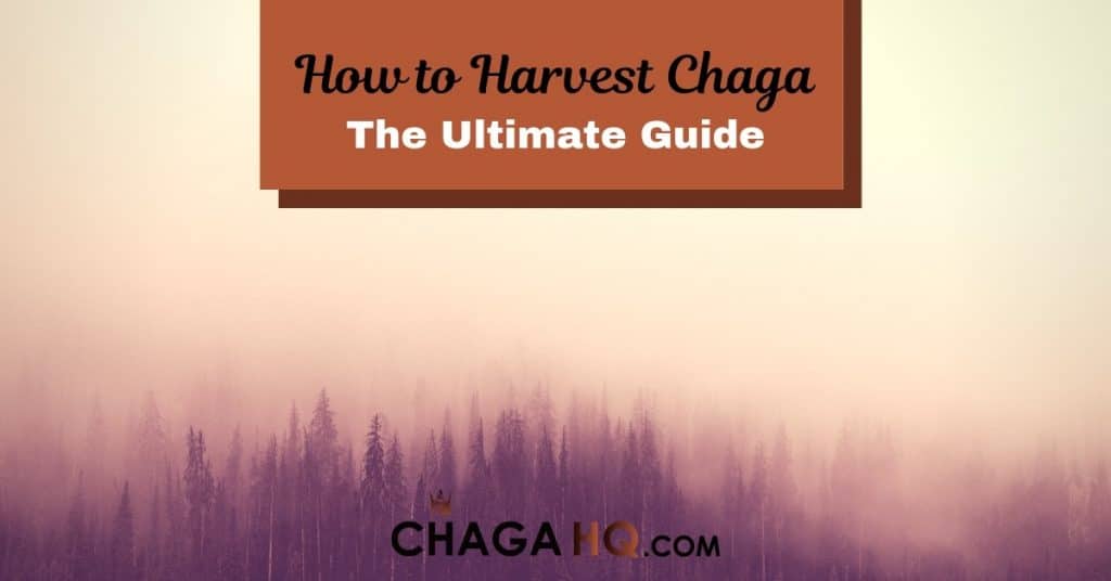 harvesting chaga